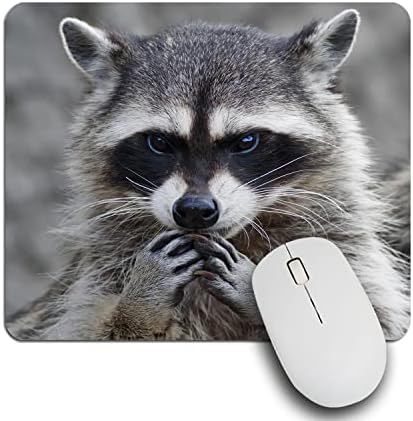 Ibiliu miša jastučić Slatki rakun, divljina životinja sivi rakun portret pravokutnik mousepad bez klizanja gumene baze računala