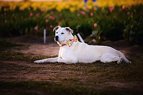 Elegantni mali repni cvjetni ovratnik za pse s lukom, udoban pseći bowtie, Bowtie Dog Collar Podesivi za djevojke za pse